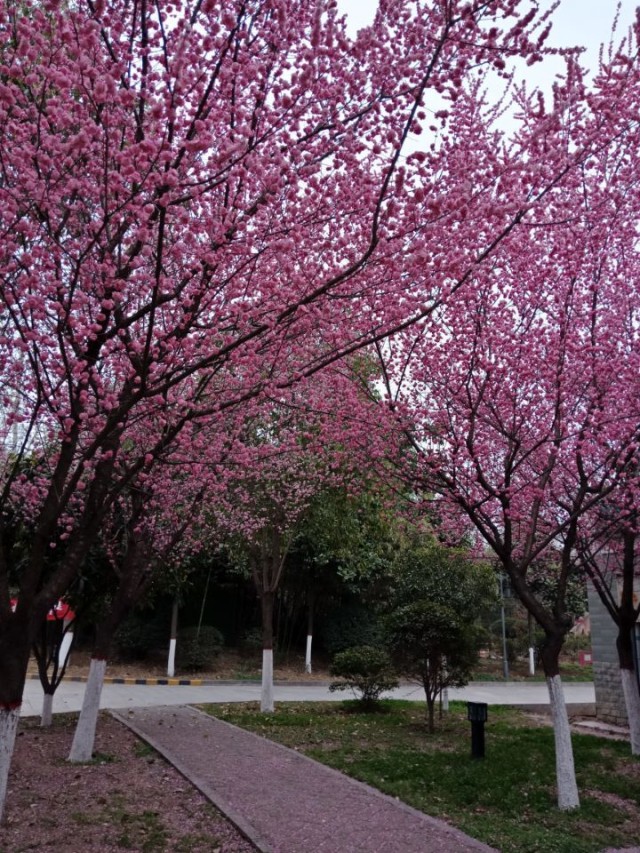 1623375293591124.jpg 10.jpg