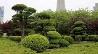 1625214998403917.jpg 7.webp.jpg