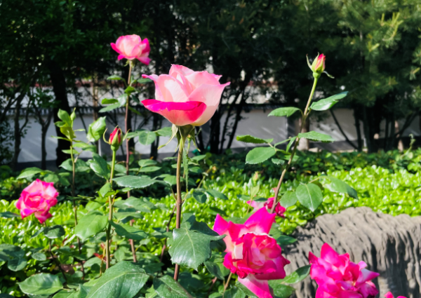 1682559404132406.png 1682559404132406.png